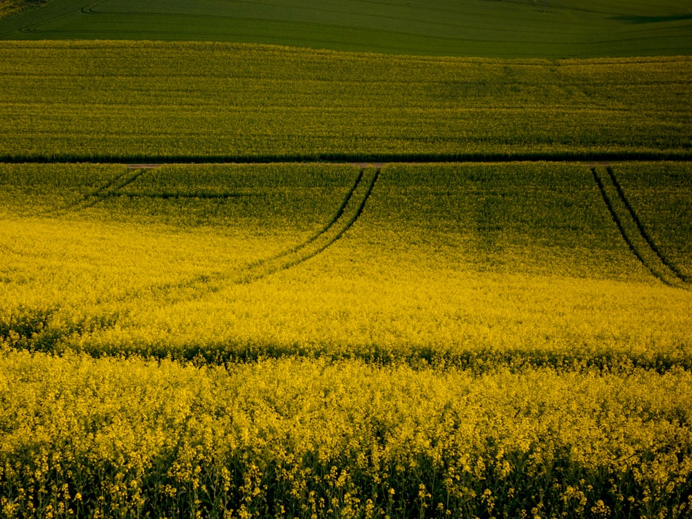 flower field