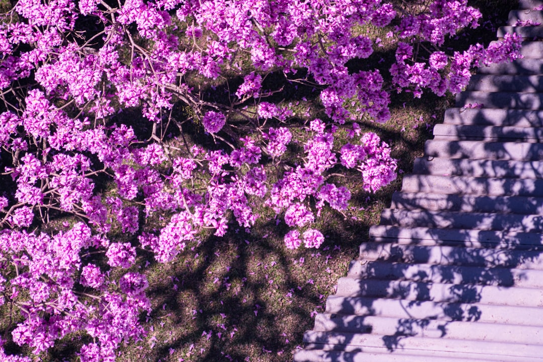 purple petaled flowers