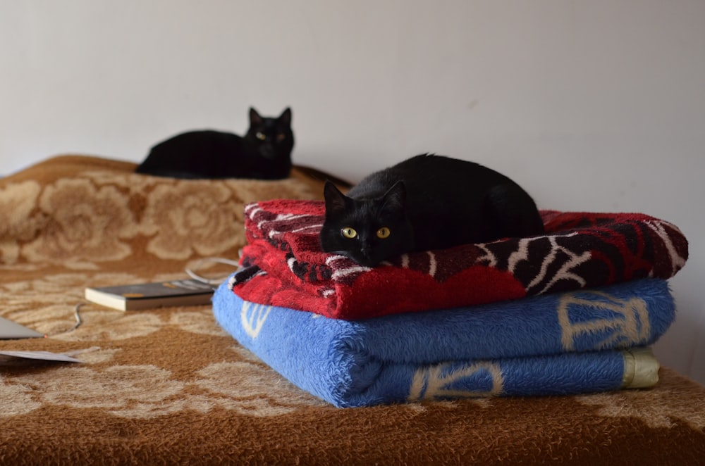 black cat lying on red blanket on bed and another black cat lying on brown bed cover