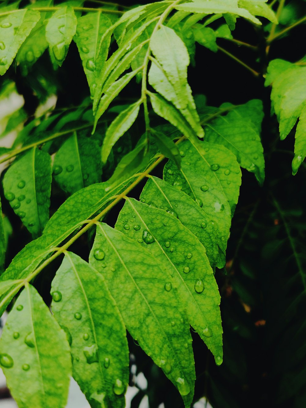 Fotografia de close-up da planta da folha verde