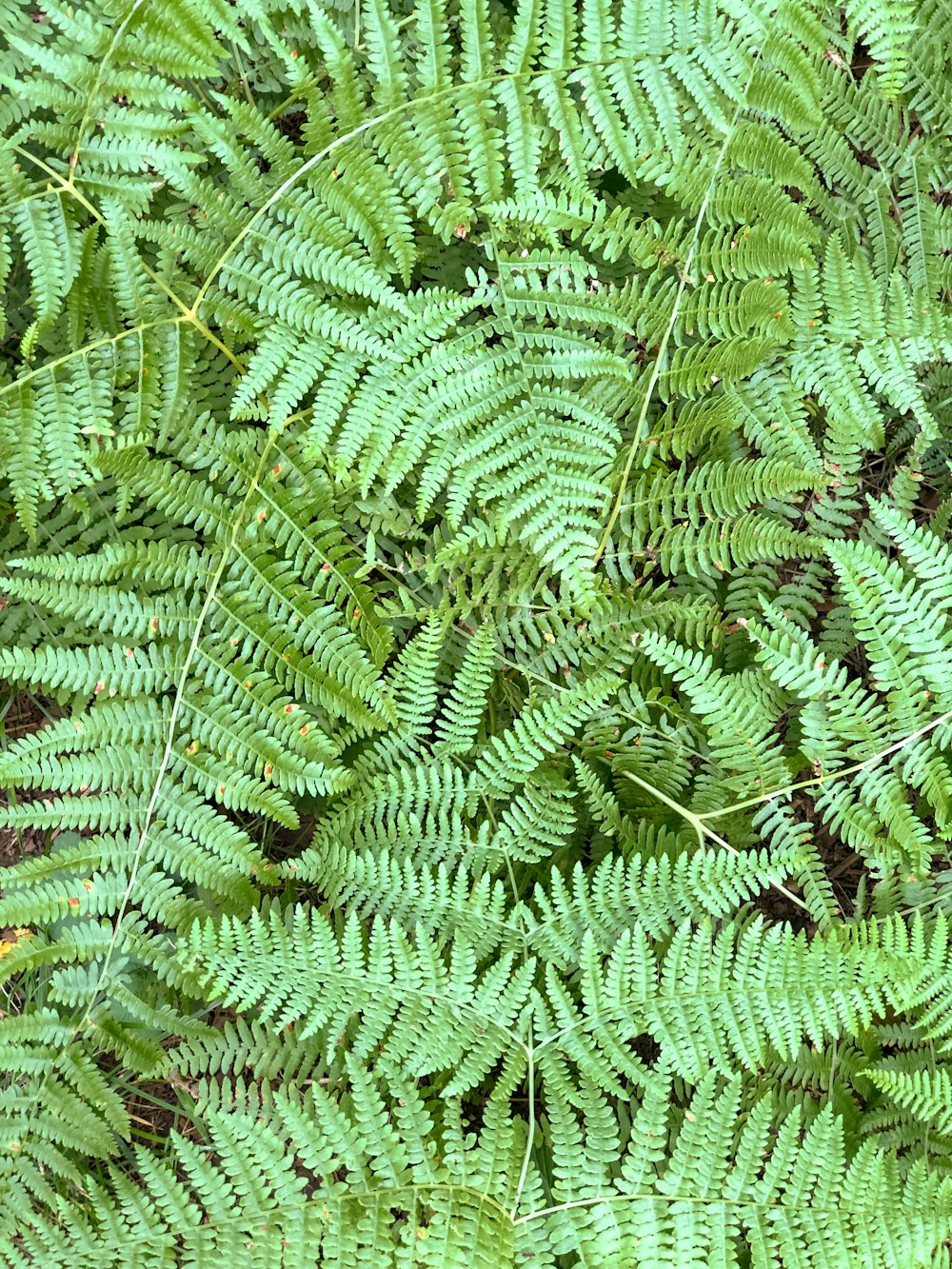 green fern plants