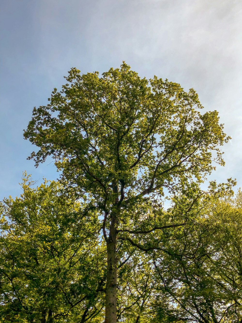 green tree