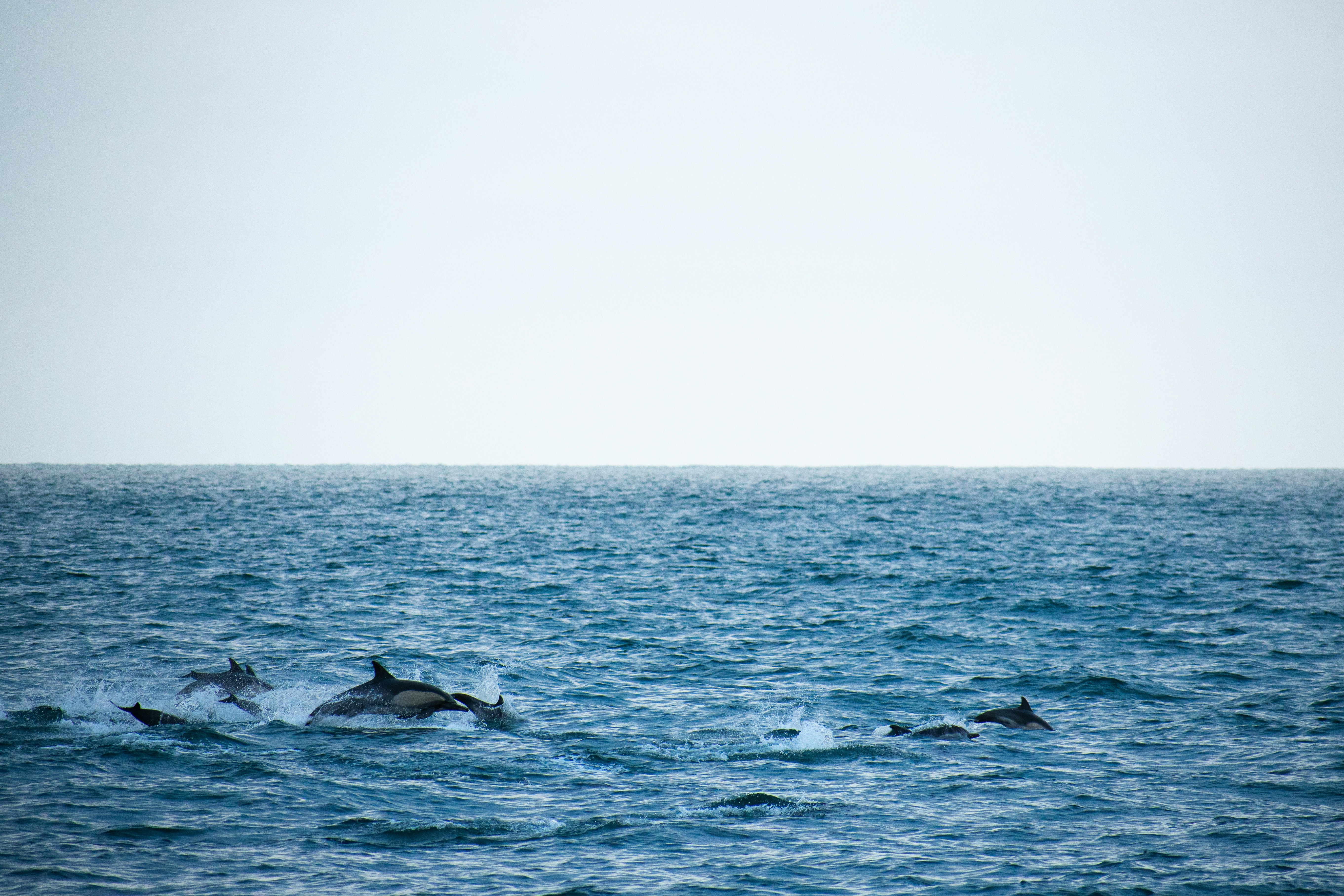 dolphins in sea