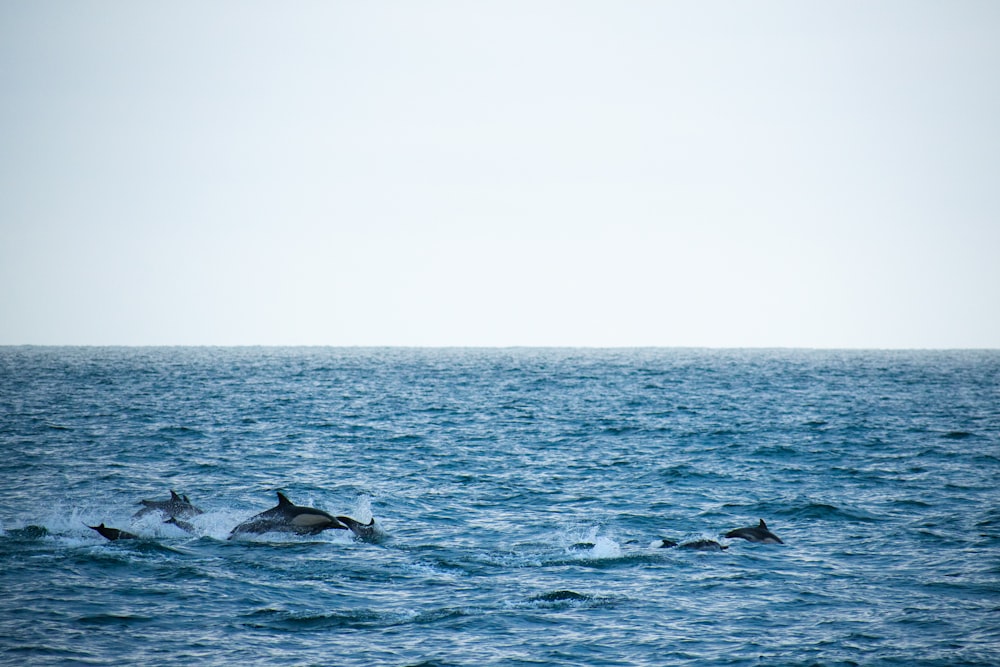 dolphins in sea