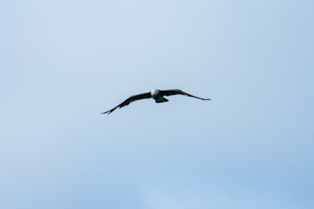 bald eagle flying during daytime