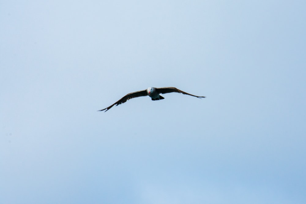 Weißkopfseeadler fliegt tagsüber