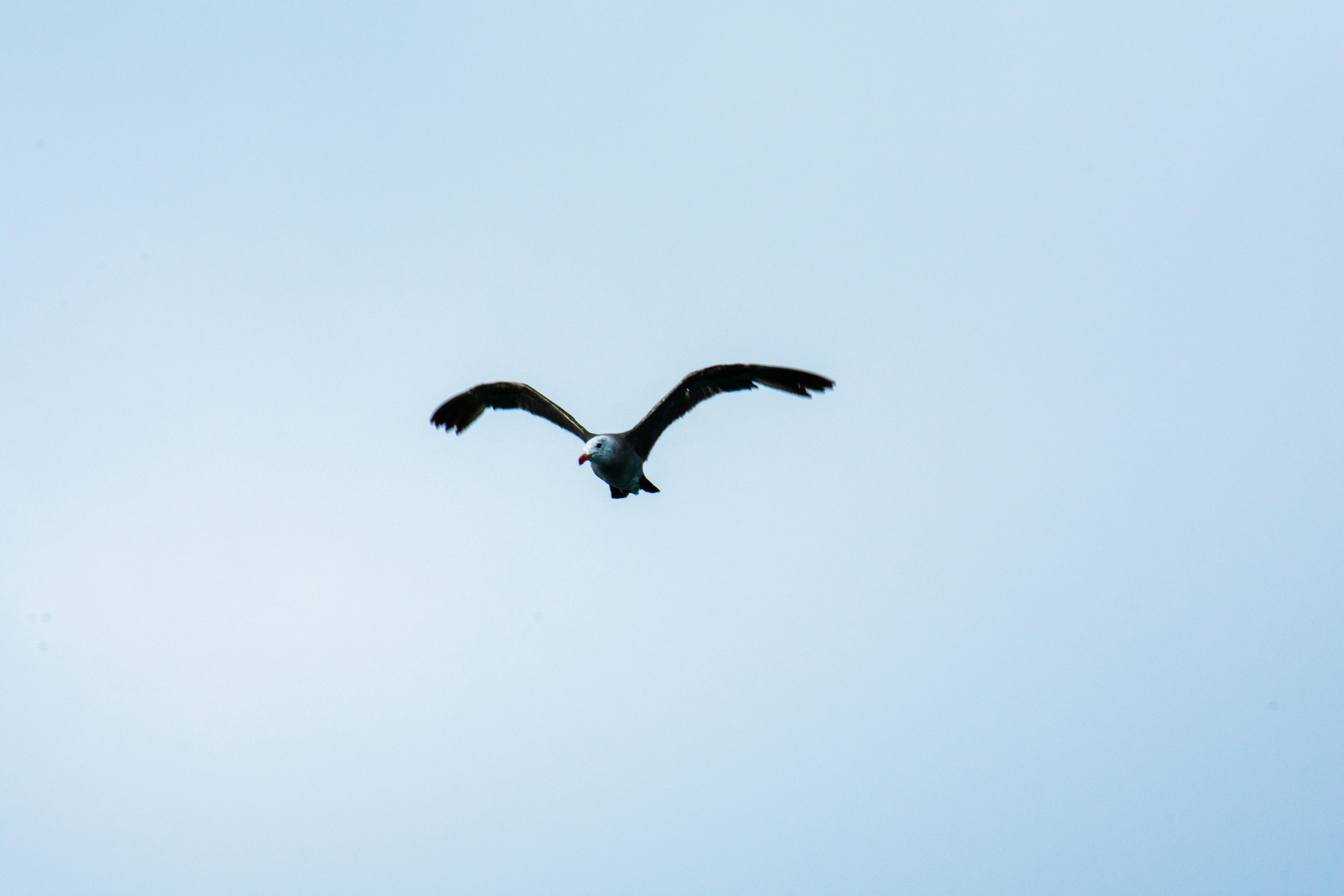 close-up photography of bird