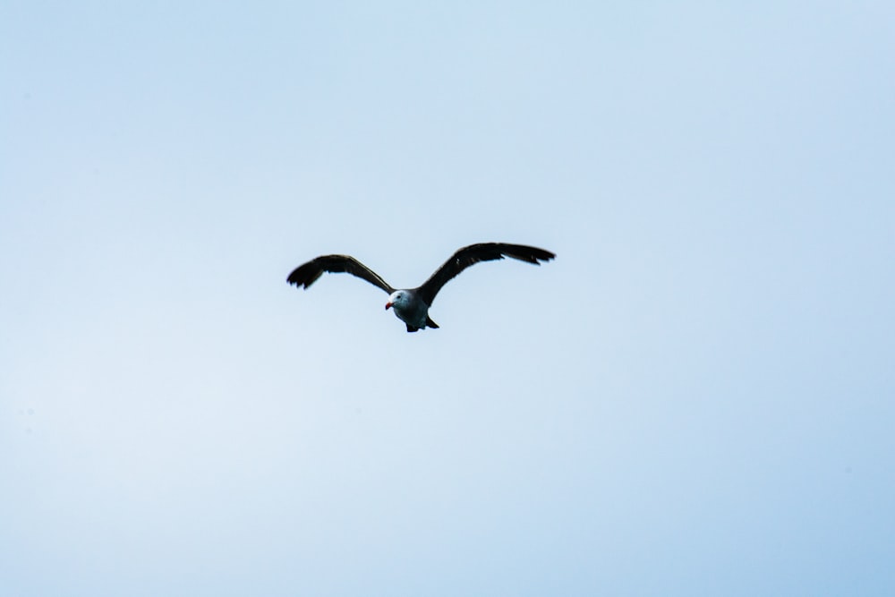 close-up photography of bird