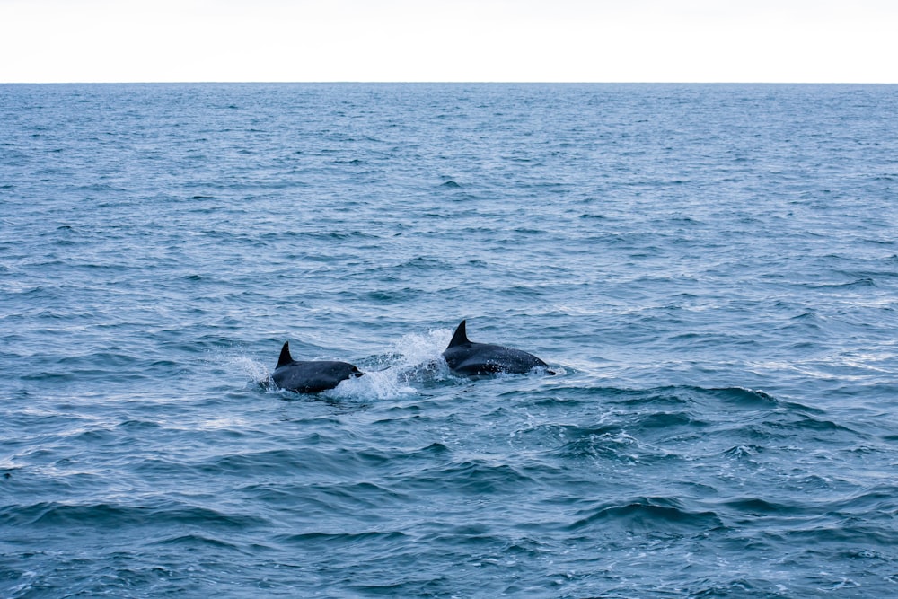 a couple of dolphins swimming in the ocean