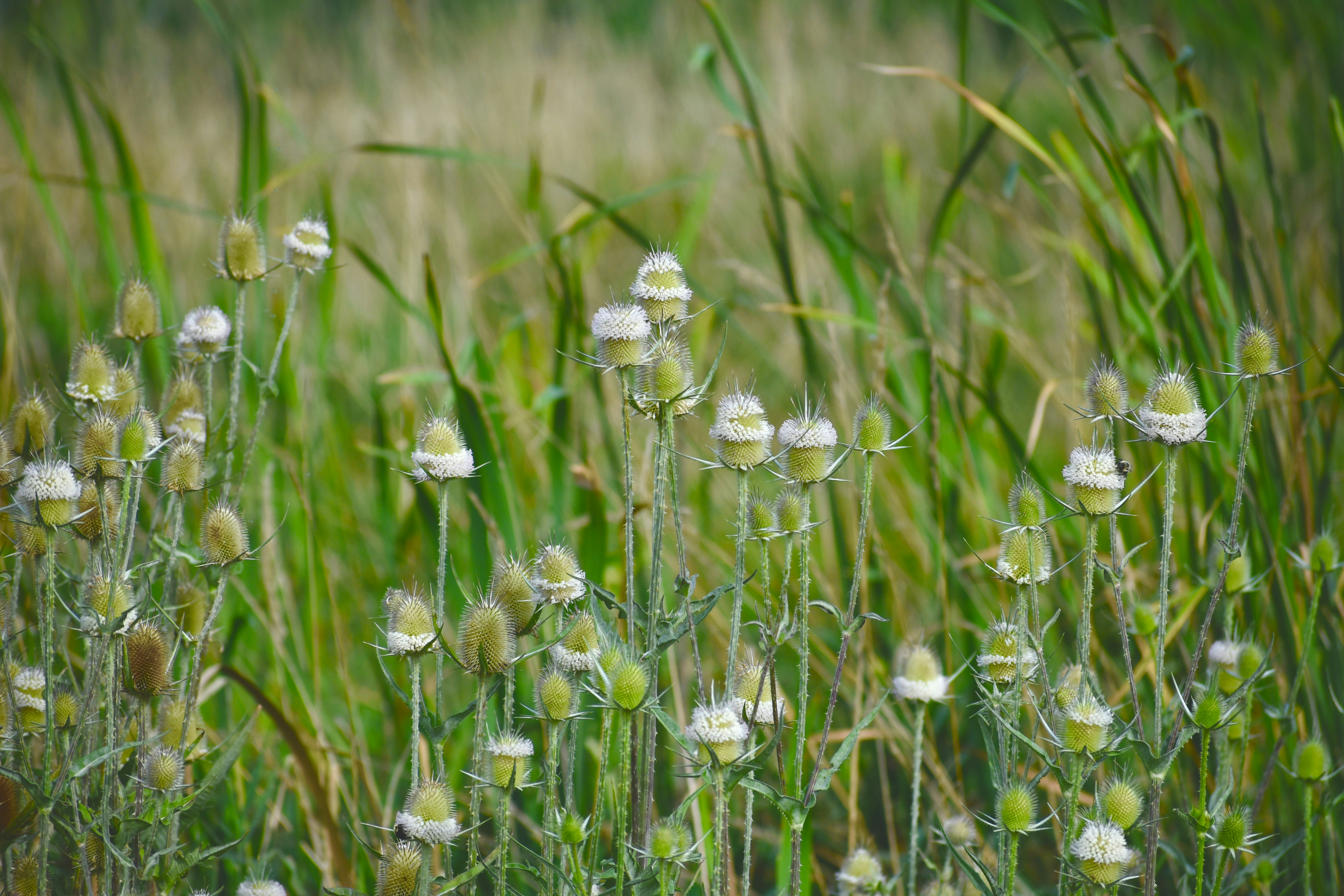 closeup photo of flowers
