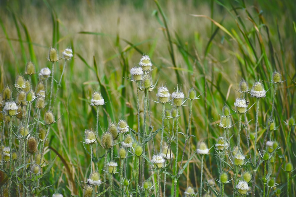 closeup photo of flowers