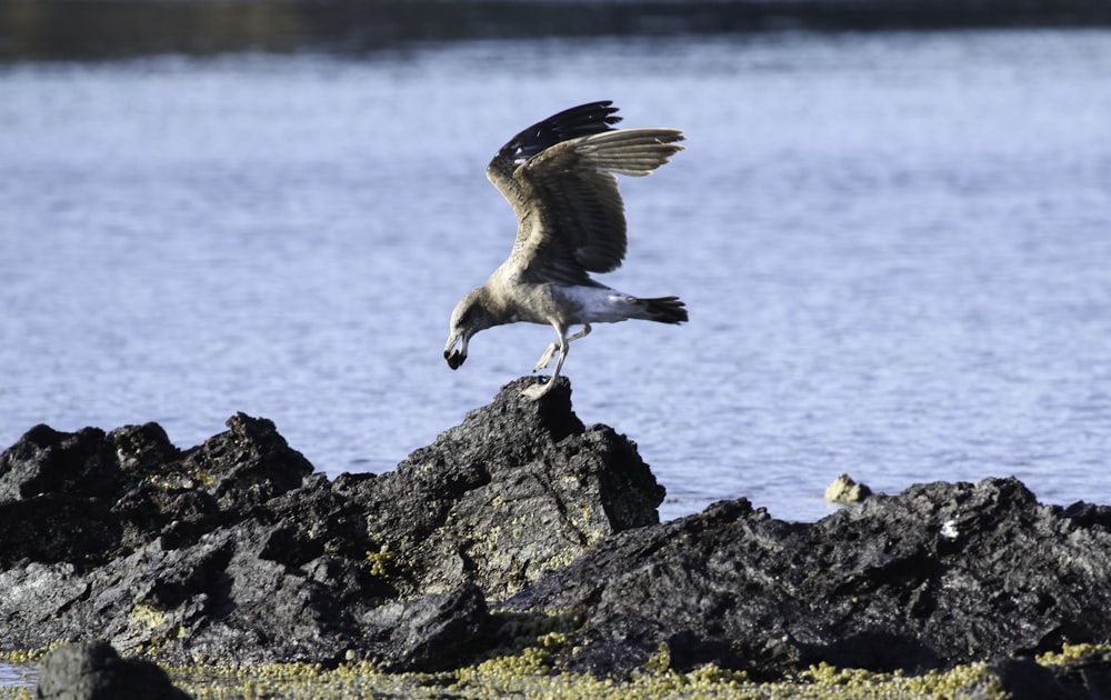 black and white bird beside body of water at daytime close-up photography