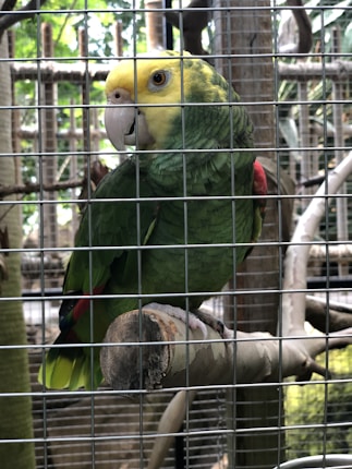 A colorful parrot with green feathers, a yellow head, and a bright beak is perched on a branch inside a metal cage. The background is filled with more branches and glimpses of foliage.