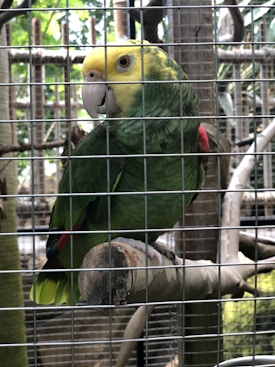 A colorful parrot with green feathers, a yellow head, and a bright beak is perched on a branch inside a metal cage. The background is filled with more branches and glimpses of foliage.
