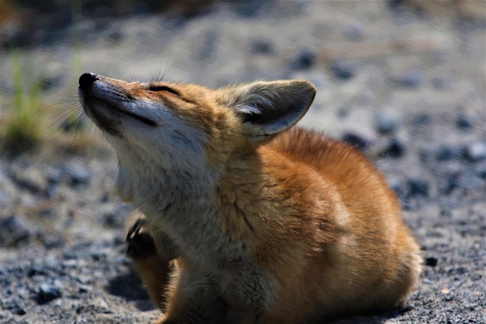 fox lying on sand