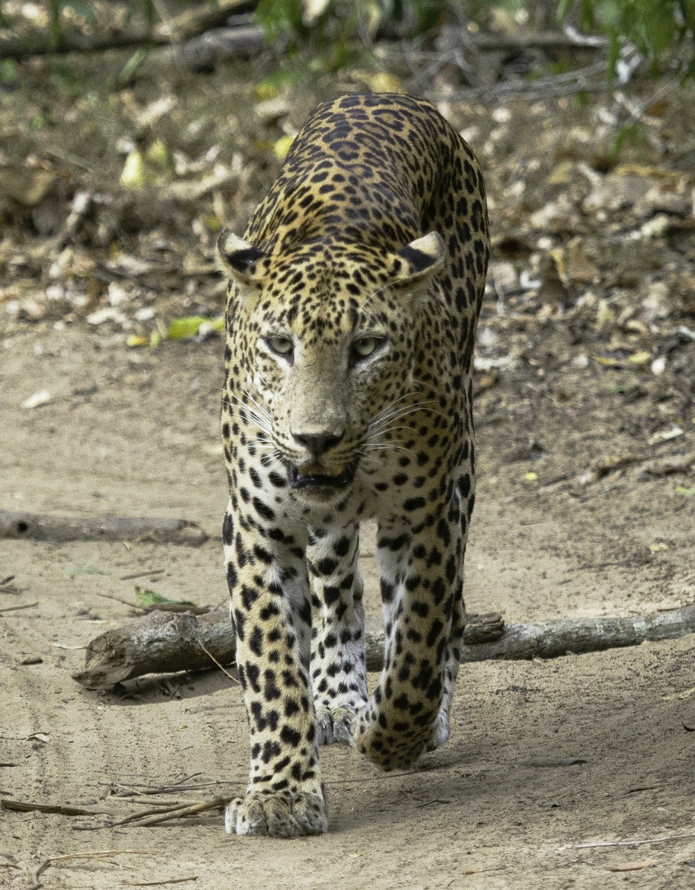 brown cheetah on focus photography