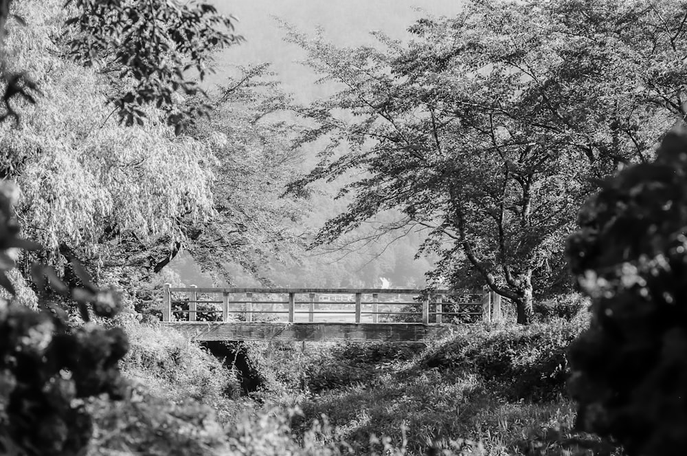 grayscale photography of bridge with trees