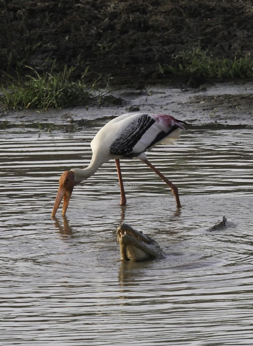 Birds - Yala national park