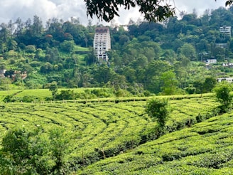 A lush green landscape featuring rolling hills covered with tea plantations, with a tall building in the background surrounded by dense forest. The scene is vibrant and filled with various shades of green under a partly cloudy sky.