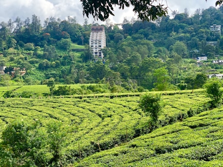 A lush green landscape featuring rolling hills covered with tea plantations, with a tall building in the background surrounded by dense forest. The scene is vibrant and filled with various shades of green under a partly cloudy sky.