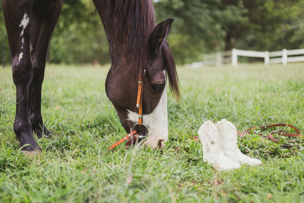 black and white horse during daytime