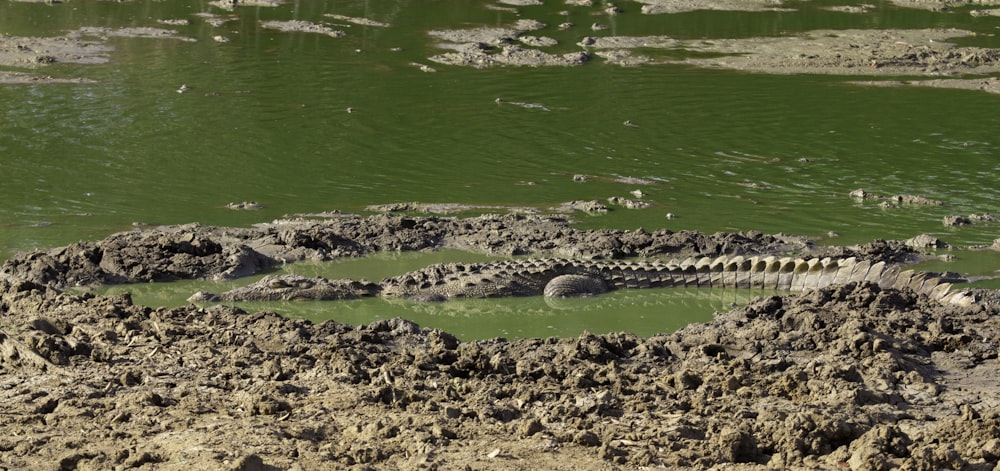 gray crocodile