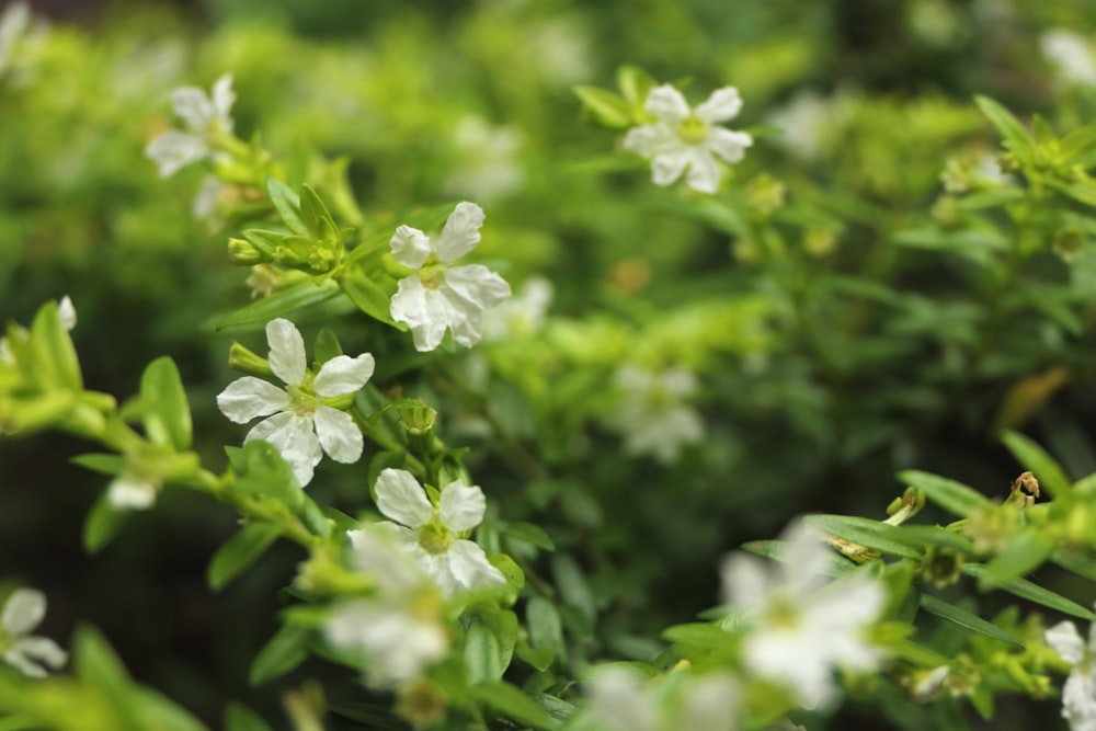 fiori dai petali bianchi durante il giorno