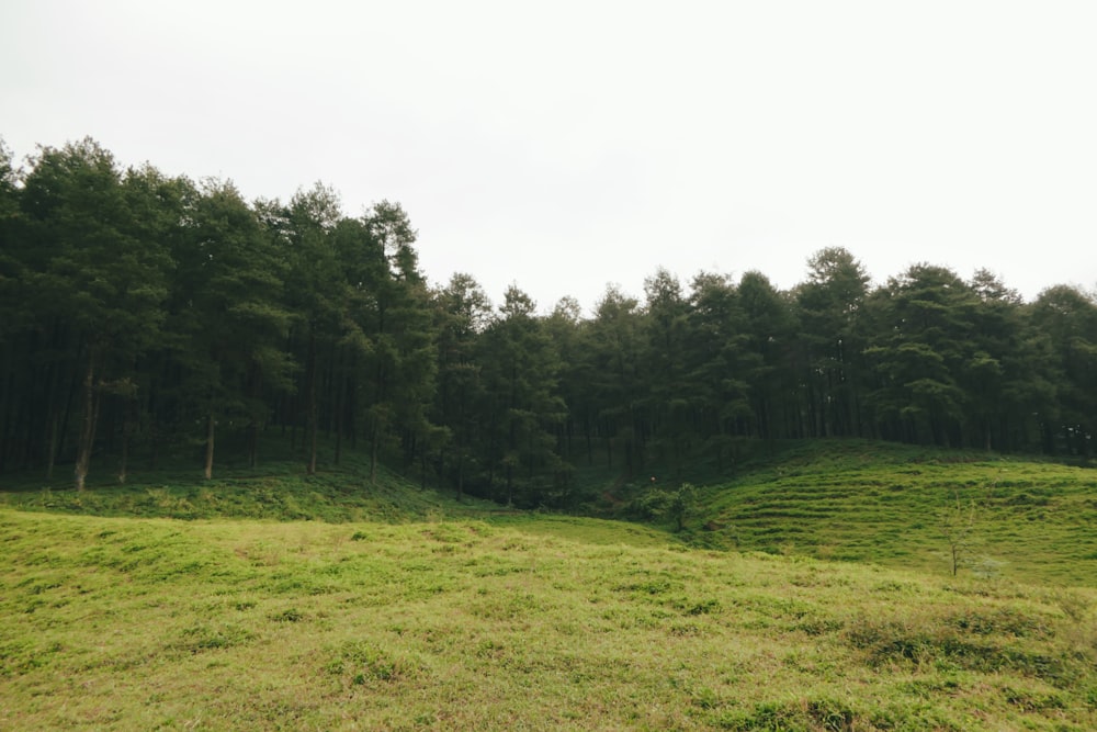 green field at daytime