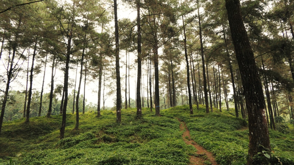 alberi a foglia verde durante il giorno