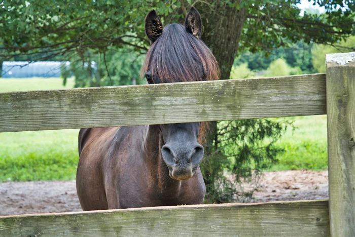 Horse looking over a wooden board fence