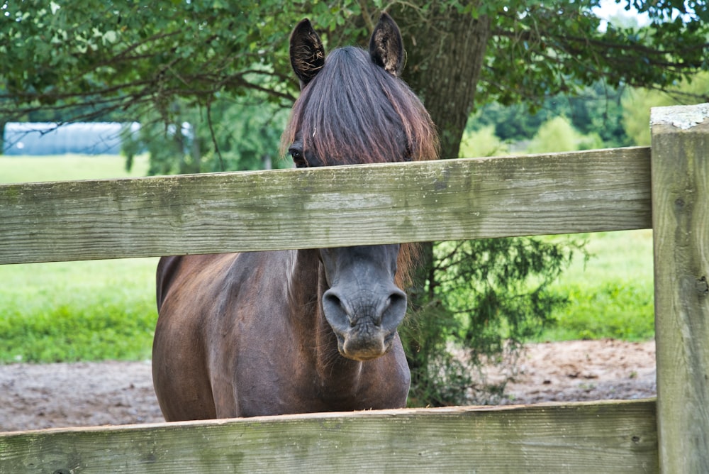 brown horse photography