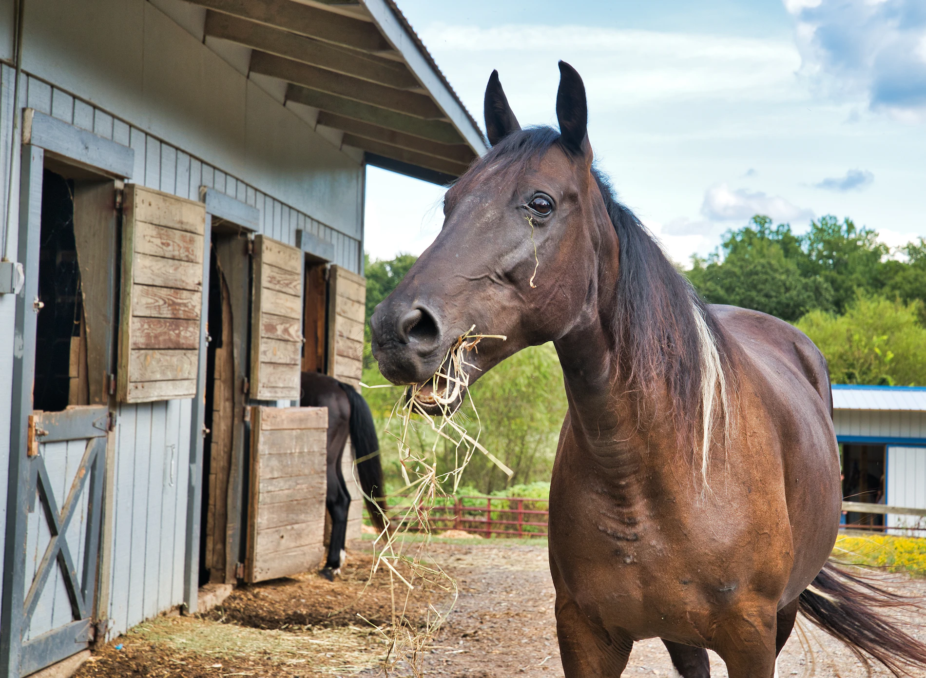 A horse feeding calmly on hay at ground level inside a barn