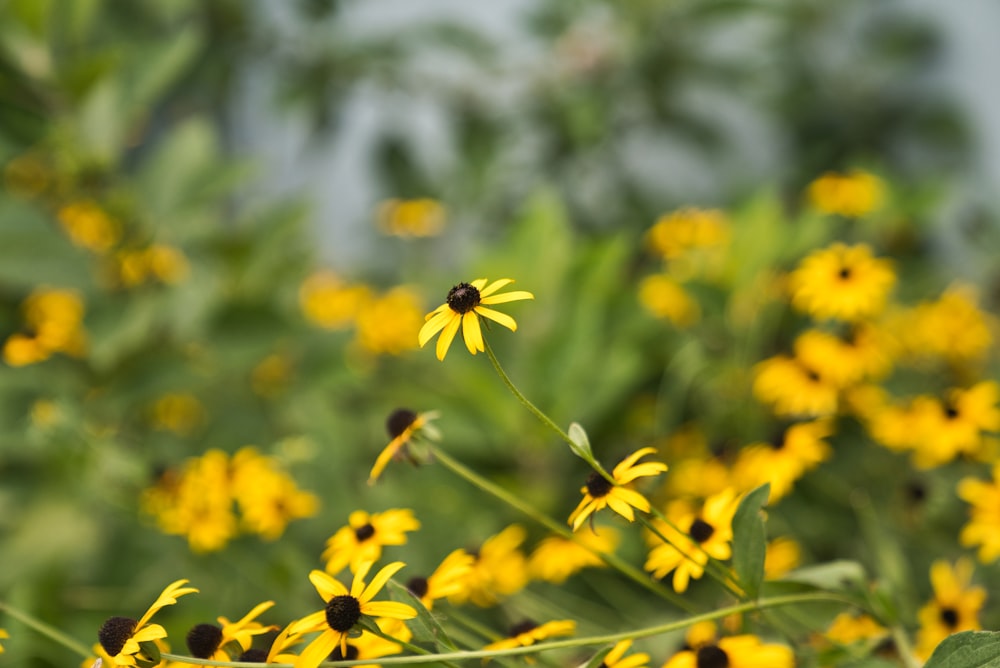 yellow petaled flower