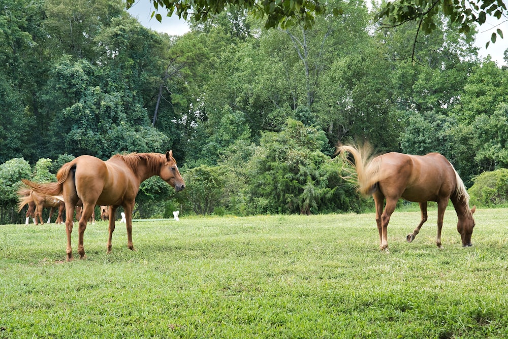 horses in yarn