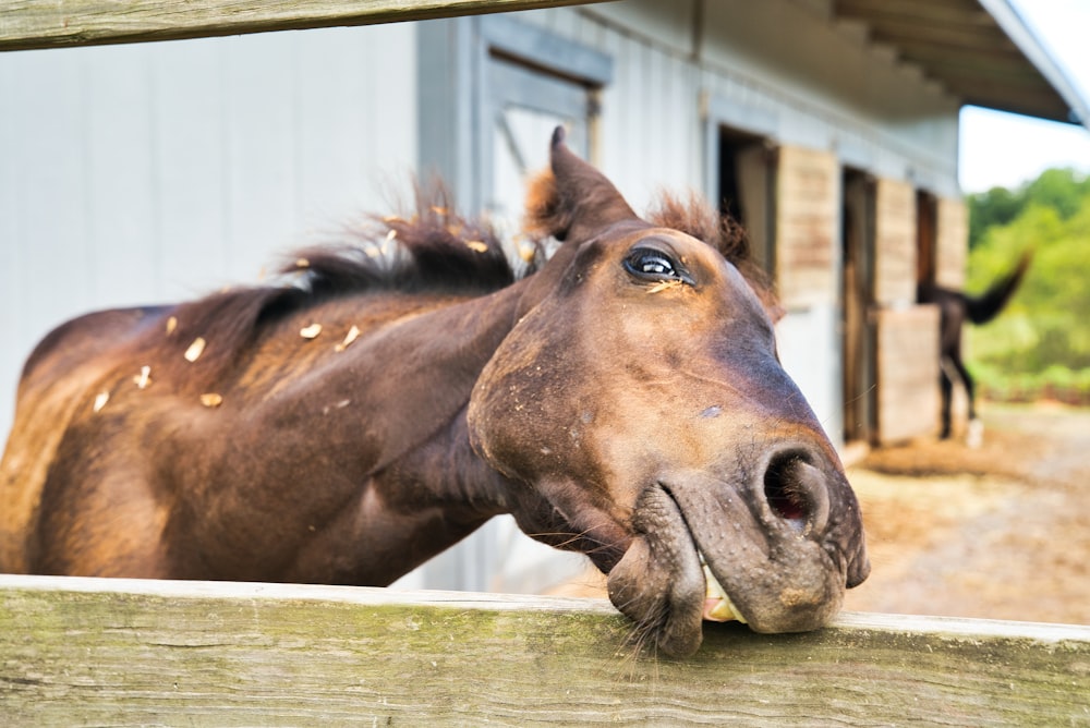 柵の近くの茶色の馬