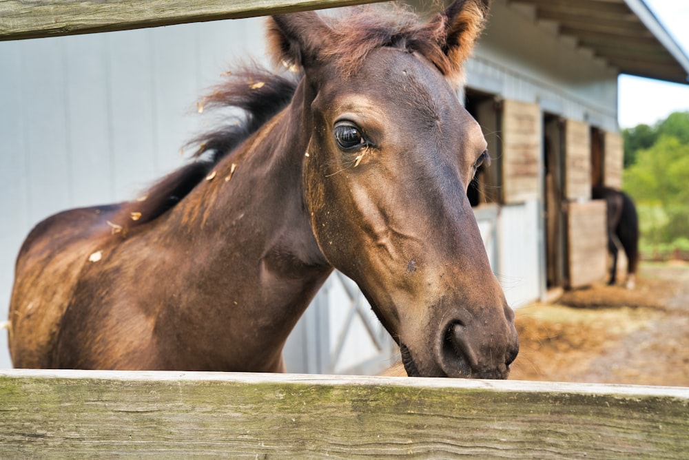 brown horse photography