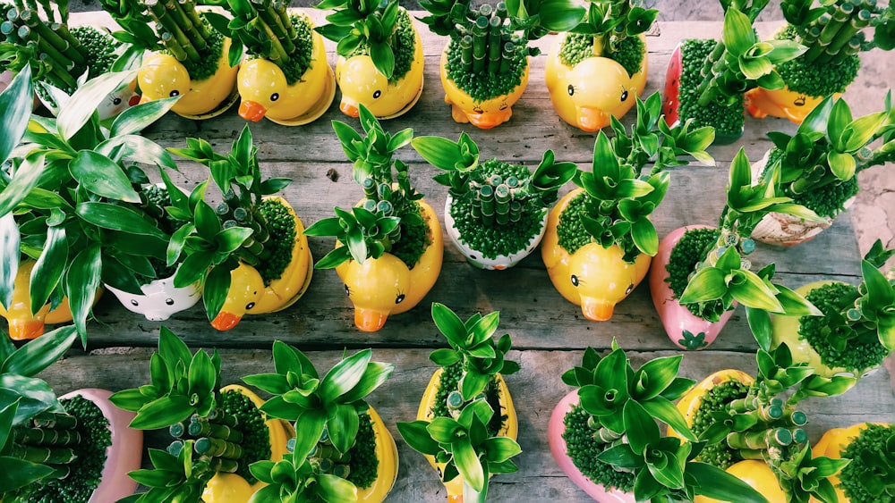 green leaf plants on ducky pots