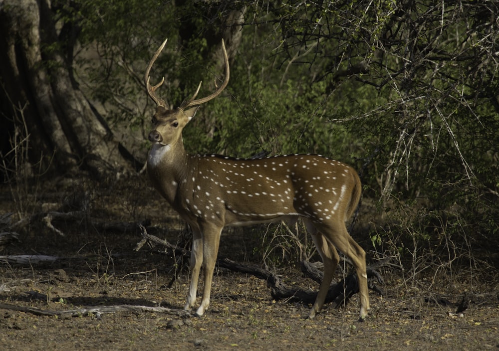 brown deer