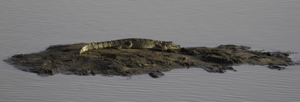a crocodile is laying on a rock in the water