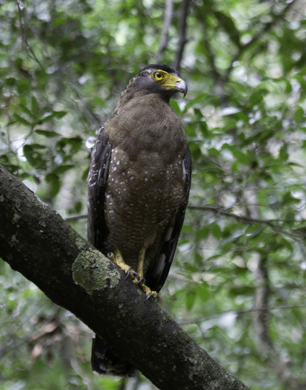 brown eagle on the tree trunk