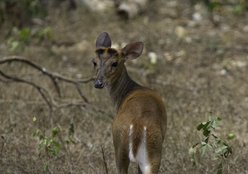 brown deer in brown field