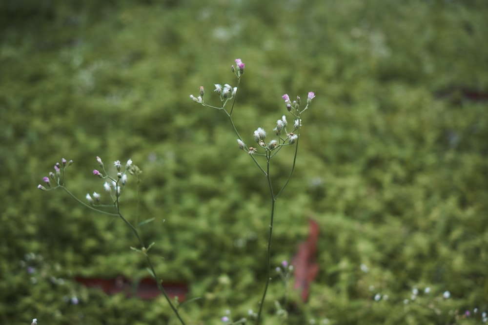 white flower