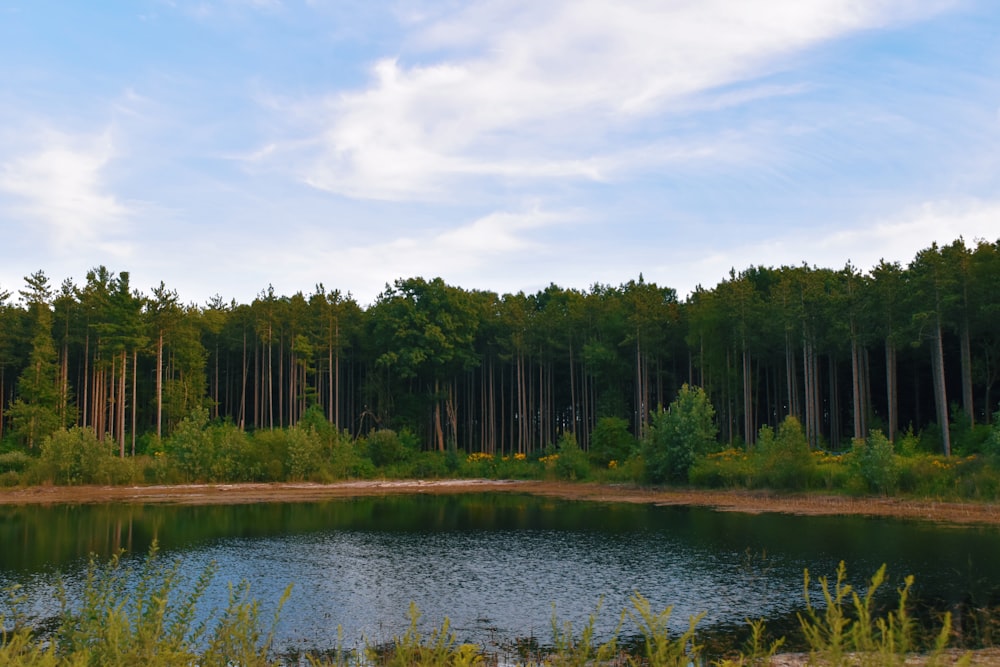 green trees