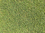 Close-up of tall grass being precisely cut with professional equipment in a lush abandoned lot