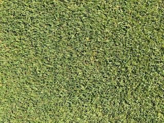 A close-up view of uniformly cut green grass, appearing lush and dense.