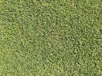 Close-up of fresh green grass being mowed with precision.