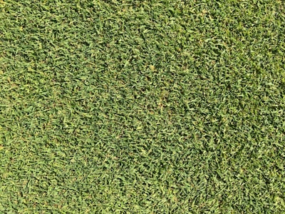 A close-up view of uniformly cut green grass, appearing lush and dense.
