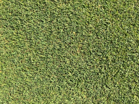 A close-up view of uniformly cut green grass, appearing lush and dense.