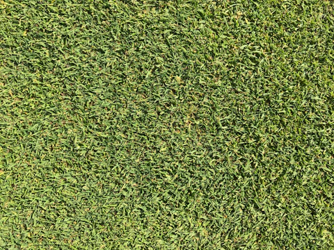 Close-up of vibrant green grass after a professional lawn mowing.