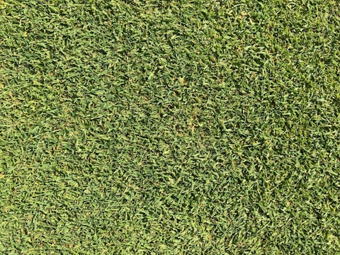 A close-up view of uniformly cut green grass, appearing lush and dense.